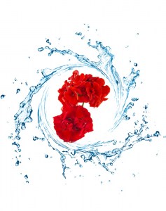 Ανθόνερο Γεράνι 